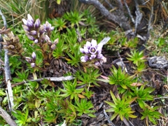 Gentianella corymbosa