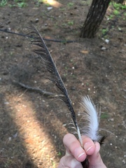 Garrulus glandarius graecus