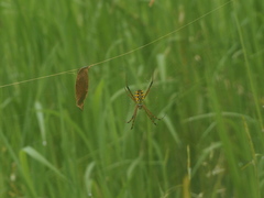 Argiope catenulata