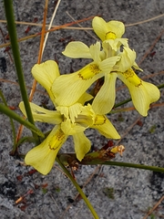 Moraea anomala