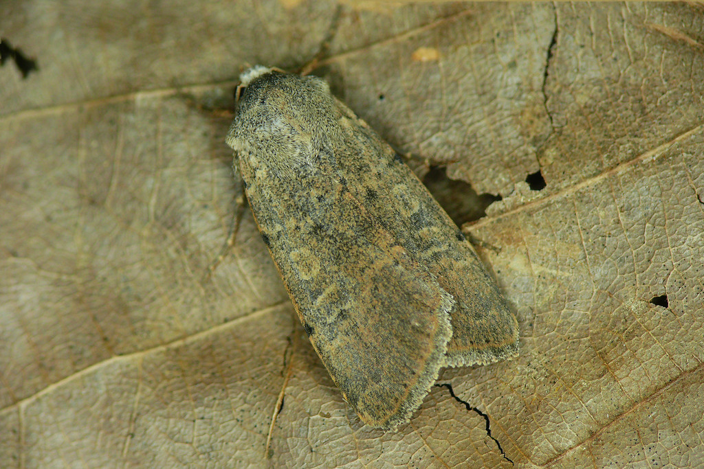 Agrochola agnorista