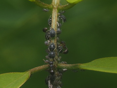 Pristomyrmex