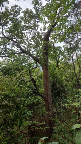 Brachychiton australis, photograph 6