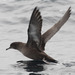 Sooty Shearwater - Photo (c) Pablo Caceres Contreras, some rights reserved (CC BY-NC-ND)