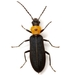 Ischnomera puncticollis - Photo (c) Mike Quinn, Austin, TX, some rights reserved (CC BY-NC), uploaded by Mike Quinn, Austin, TX