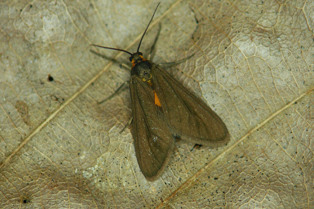 Dysauxes servula