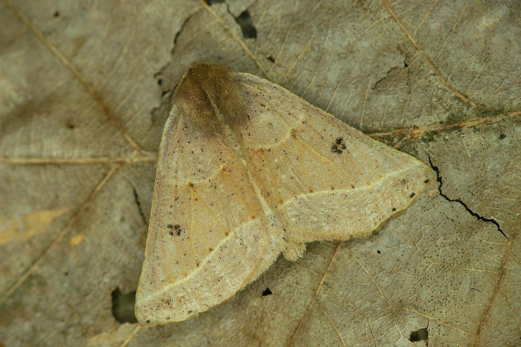 Crocallis auberti