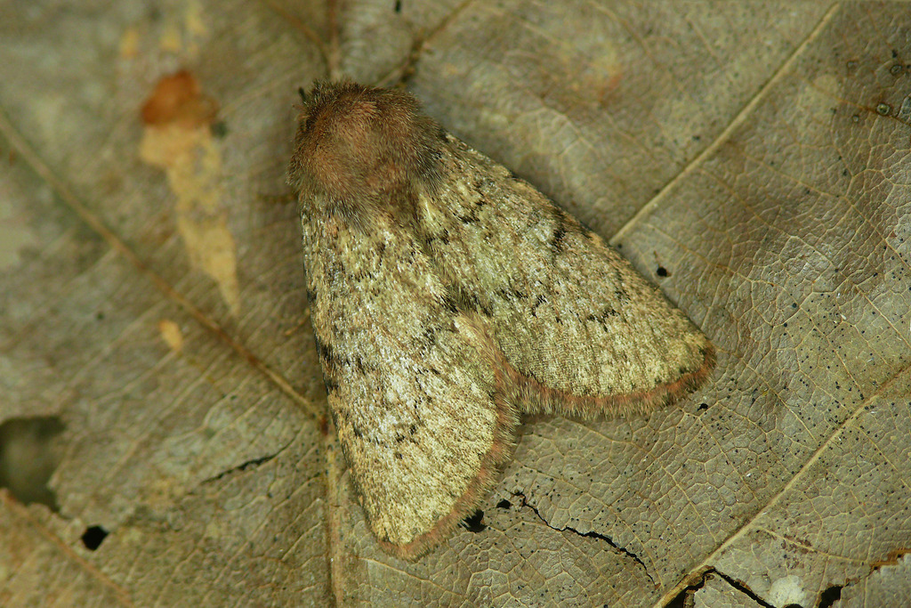 Polymixis susica