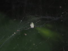 Cyrtophora cylindroides