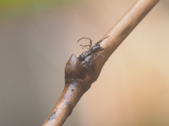 Cyclosa bulla