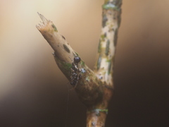 Cyclosa bulla