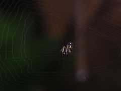 Cyclosa bulla