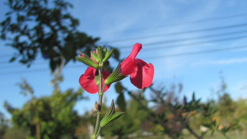 Salvia microphylla