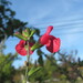 Salvia microphylla — photo 1