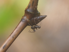 Cyclosa bulla