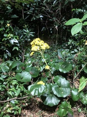 Farfugium