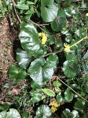 Farfugium