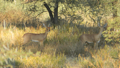 Raphicerus campestris steinhardti