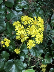 Farfugium