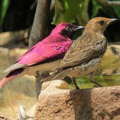 Violet-Backed Starling photo 4