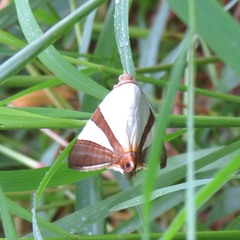 Eulepidotis rectimargo