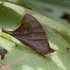 Corades chelonis