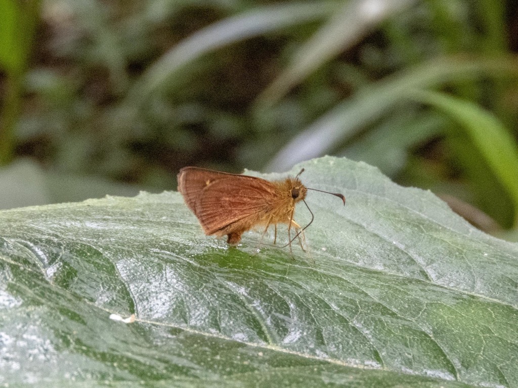 Bolivian Skipperling