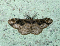 Parapholodes fuliginea