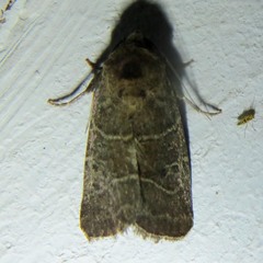 Elaphria hyposcota