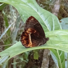 Pedaliodes baccara baccara