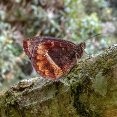 Pedaliodes baccara baccara