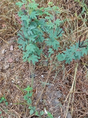 Desmanthus pernambucanus