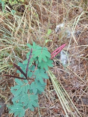 Desmanthus pernambucanus