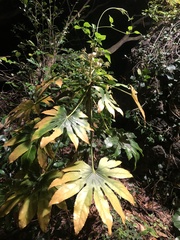 Fatsia