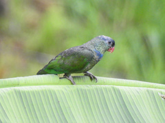 Pionus sordidus