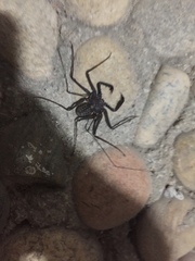 Acanthophrynus coronatus