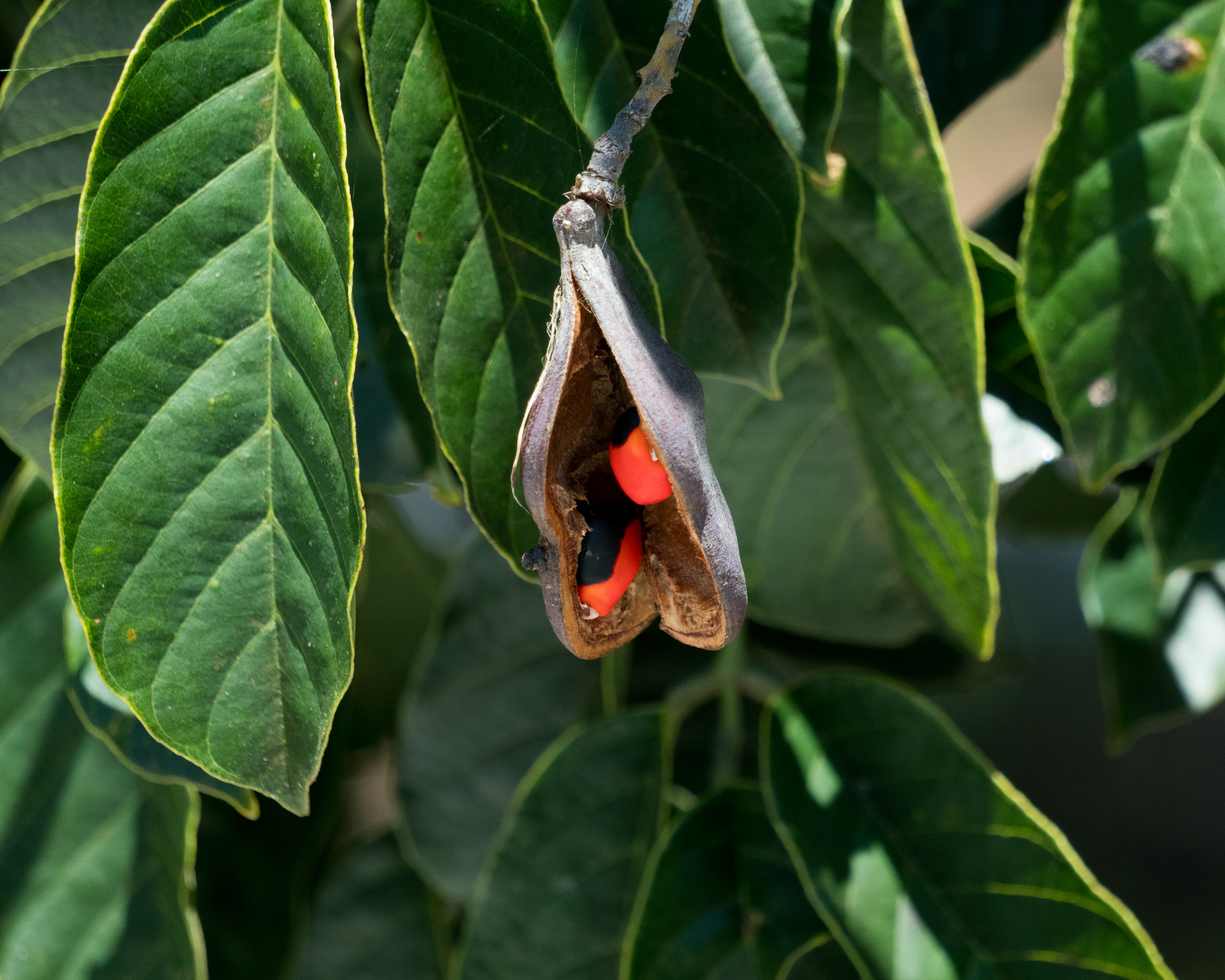 Ormosia arborea