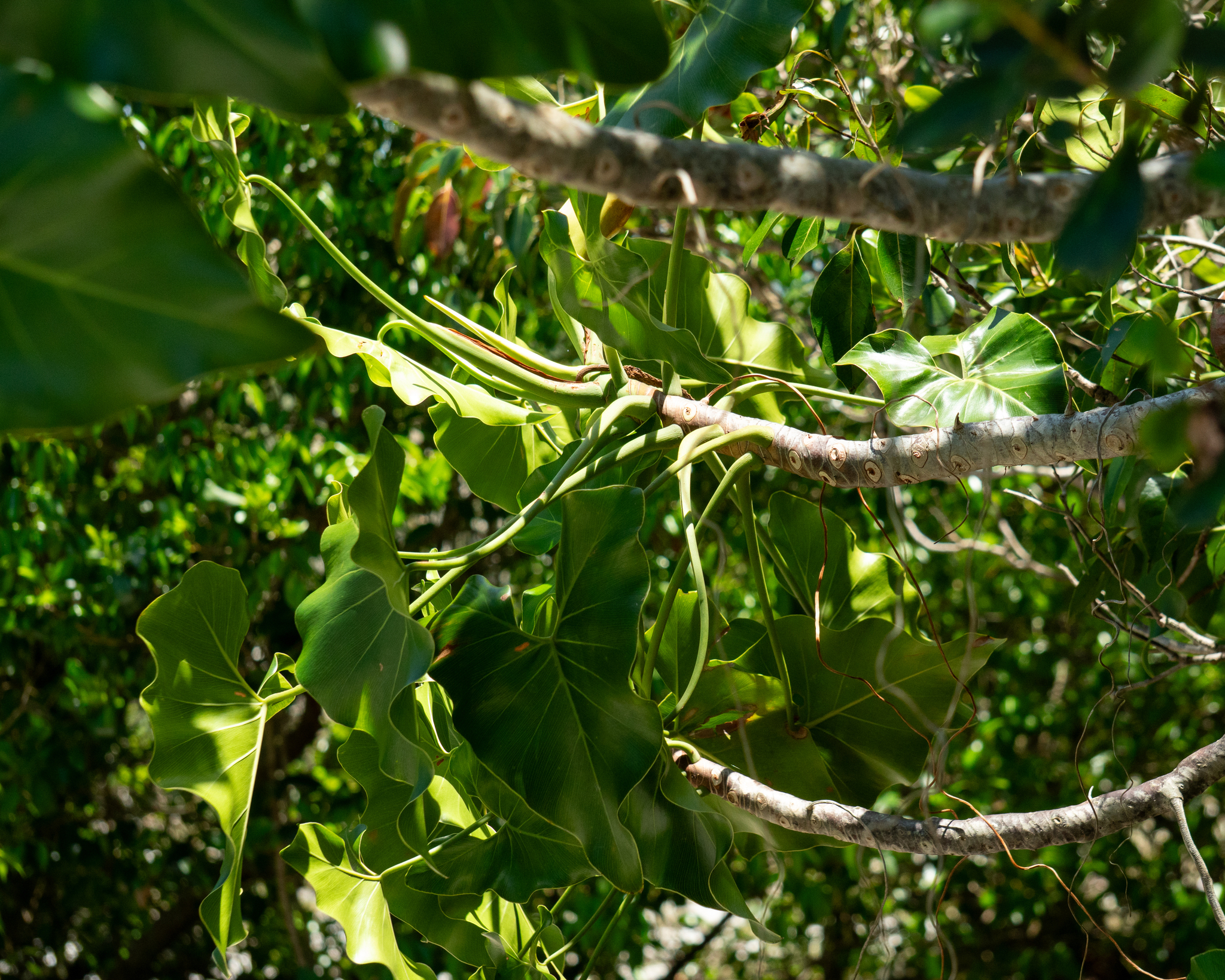 Thaumatophyllum corcovadense