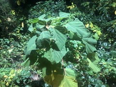 Mallotus