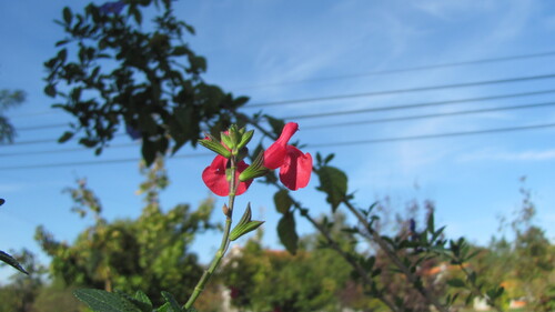 Salvia microphylla