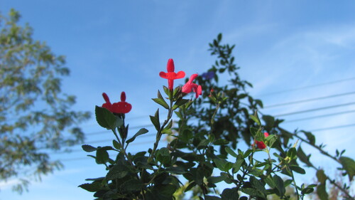Salvia microphylla