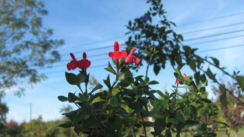 Salvia microphylla