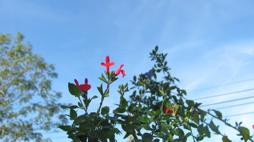Salvia microphylla