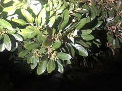 Litsea