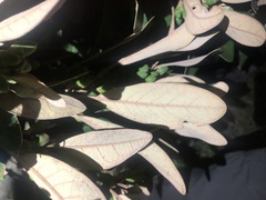Litsea