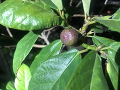 Ficus