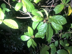 Ficus