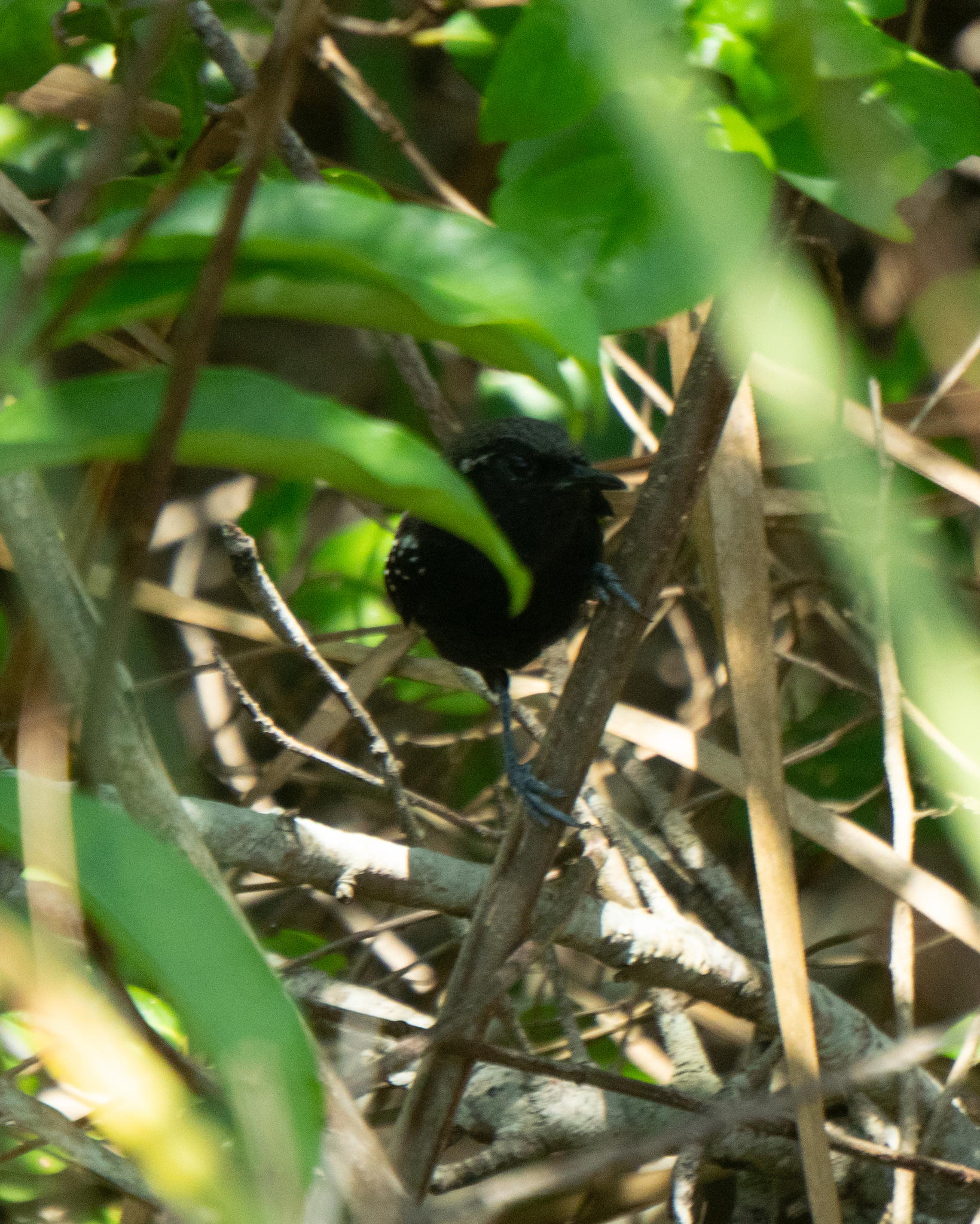 Serra Antwren (Formicivora serrana), photo 4