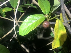 Ficus