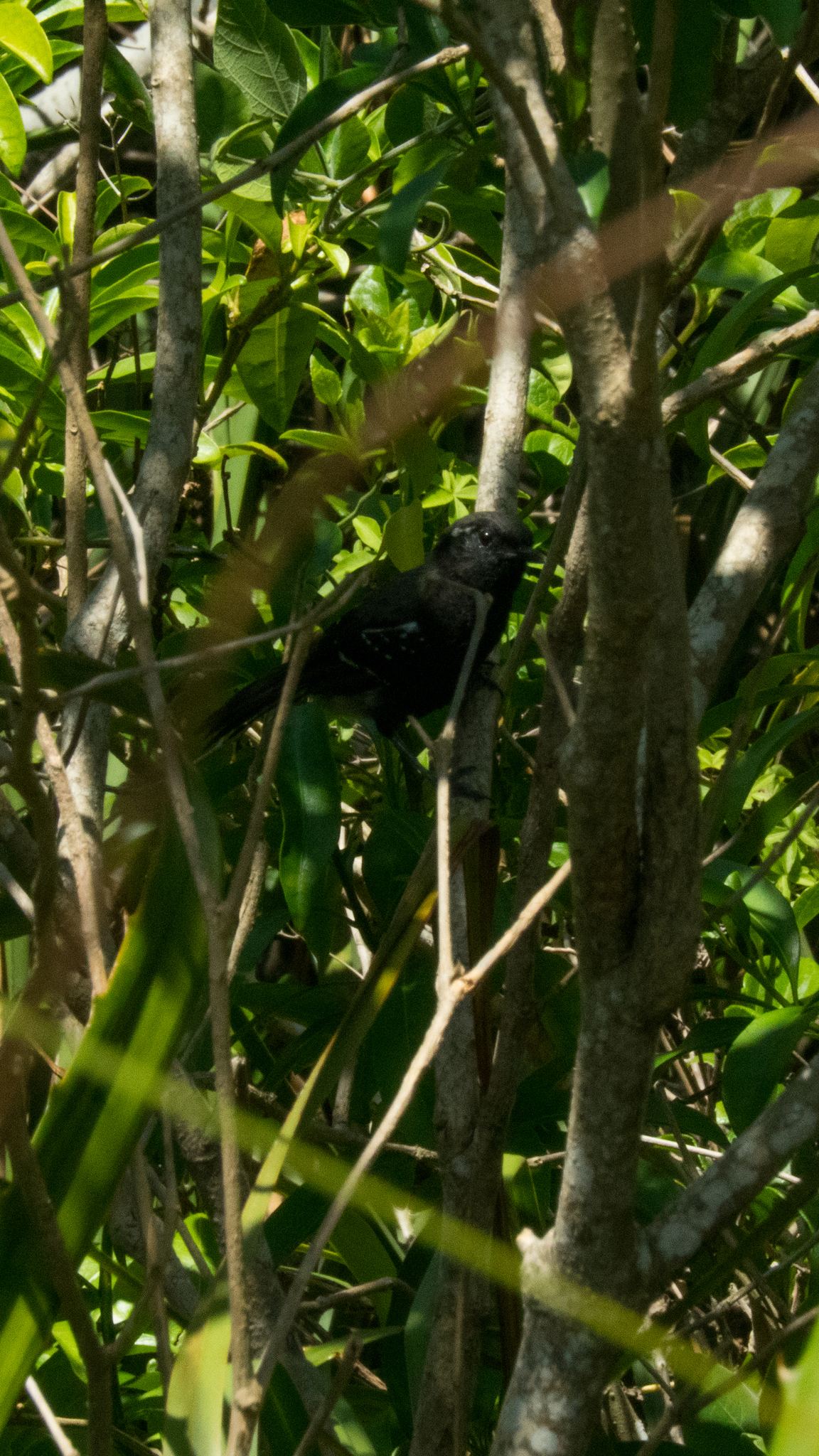 Serra Antwren (Formicivora serrana), photo 10